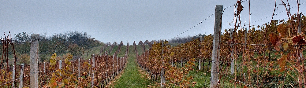 Winnica "Nad Jarem", Samborzec k. Sandomierza, fot. S.Różycki